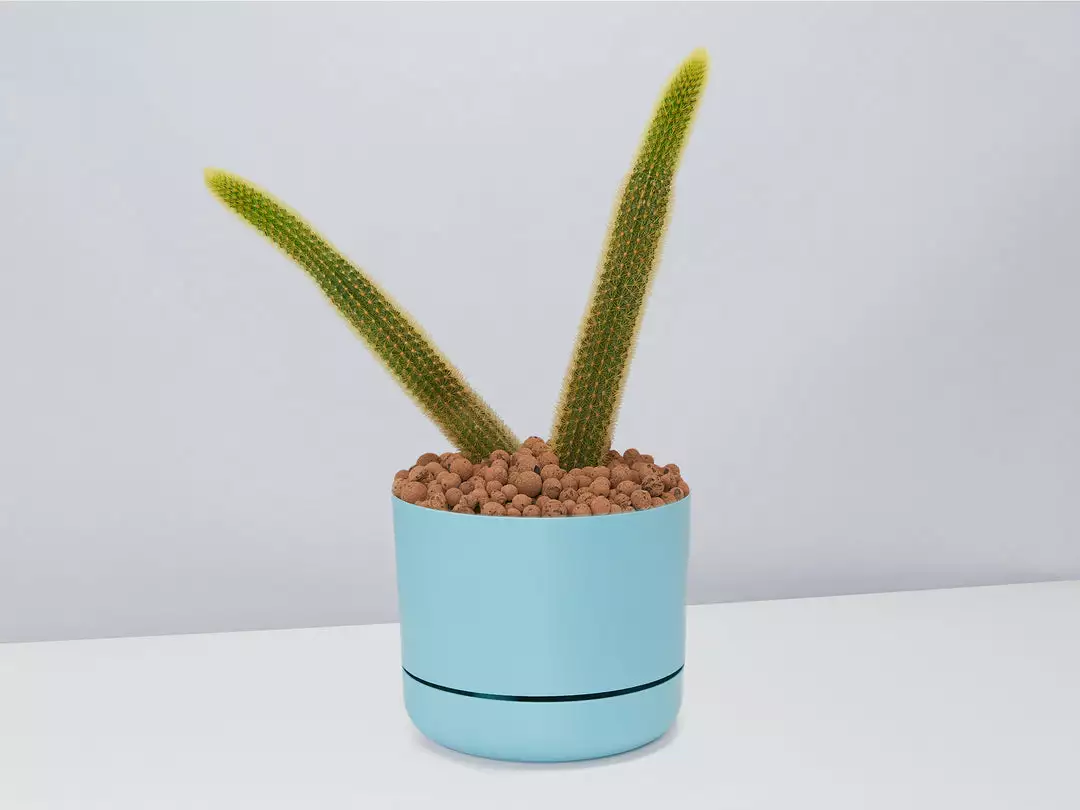Cacti LECA + Golden Monkey Tail Cactus π΅ Planter Easy Care Plants 15 Cacti LECA + Golden Monkey Tail Cactus π΅ Planter Easy Care Plants
