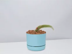 Cacti LECA + Soft Monkey Tail Cactus Planter Easy Care Plants