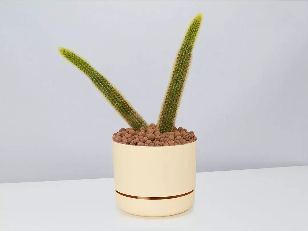 Cacti LECA + Golden Monkey Tail Cactus π΅ Planter Easy Care Plants 8 Cacti LECA + Golden Monkey Tail Cactus π΅ Planter Easy Care Plants