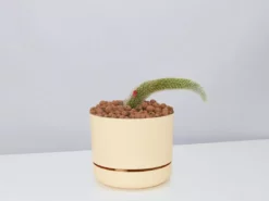 Cacti LECA + Soft Monkey Tail Cactus Planter Easy Care Plants