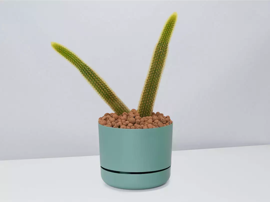 Cacti LECA + Golden Monkey Tail Cactus π΅ Planter Easy Care Plants 6 Cacti LECA + Golden Monkey Tail Cactus π΅ Planter Easy Care Plants