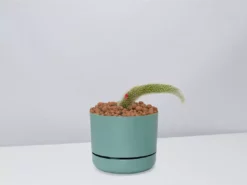 Cacti LECA + Soft Monkey Tail Cactus Planter Easy Care Plants