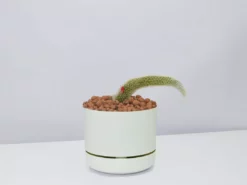 Cacti LECA + Soft Monkey Tail Cactus Planter Easy Care Plants