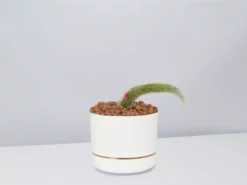 Cacti LECA + Soft Monkey Tail Cactus Planter Easy Care Plants
