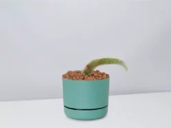 Cacti LECA + Soft Monkey Tail Cactus Planter Easy Care Plants