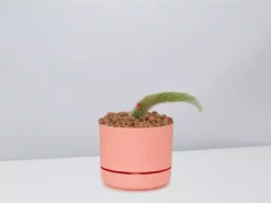 Cacti LECA + Soft Monkey Tail Cactus Planter Easy Care Plants
