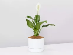 Pot + Plant Gift Box Easy Care Plants Spathiphyllum Variety - Pot + Plant + Soil