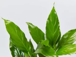 Indoor Garden Spathiphyllum Carlos