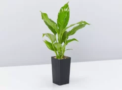 Indoor Garden Easy Care Plants Assorted Pack Of Houseplants 🍃 *Pick Your Own