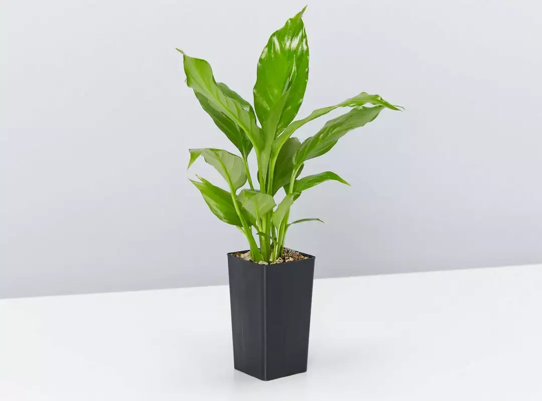 Indoor Garden Air Purifying Rainbow π Box - Indoor 8 Indoor Garden Air Purifying Rainbow π Box - Indoor