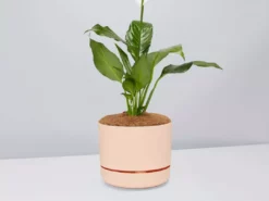 Pot + Plant Gift Box Easy Care Plants Spathiphyllum Variety - Pot + Plant + Soil