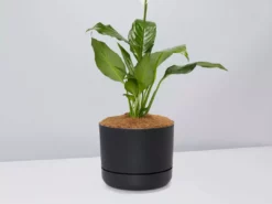 Pot + Plant Gift Box Easy Care Plants Spathiphyllum Variety - Pot + Plant + Soil