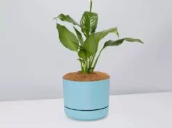 Pot + Plant Gift Box Easy Care Plants Spathiphyllum Variety - Pot + Plant + Soil