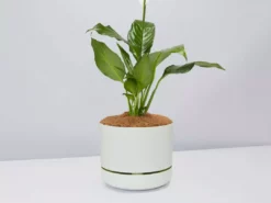 Pot + Plant Gift Box Easy Care Plants Spathiphyllum Variety - Pot + Plant + Soil
