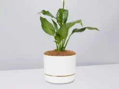 Pot + Plant Gift Box Easy Care Plants Spathiphyllum Variety - Pot + Plant + Soil