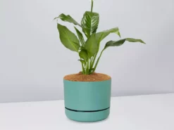 Pot + Plant Gift Box Easy Care Plants Spathiphyllum Variety - Pot + Plant + Soil
