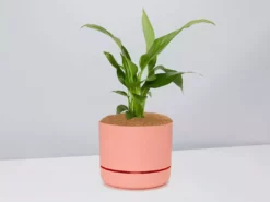 Pot + Plant Gift Box Easy Care Plants Spathiphyllum Variety - Pot + Plant + Soil