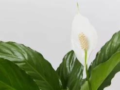 Plants In A Box Easy Care Plants Spathiphyllum Flower Bunch
