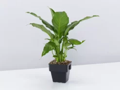 Indoor Garden Plant Packs The Office Indoor Plant Box - 85mm 12 Indoor Garden Plant Packs The Office Indoor Plant Box - 85mm