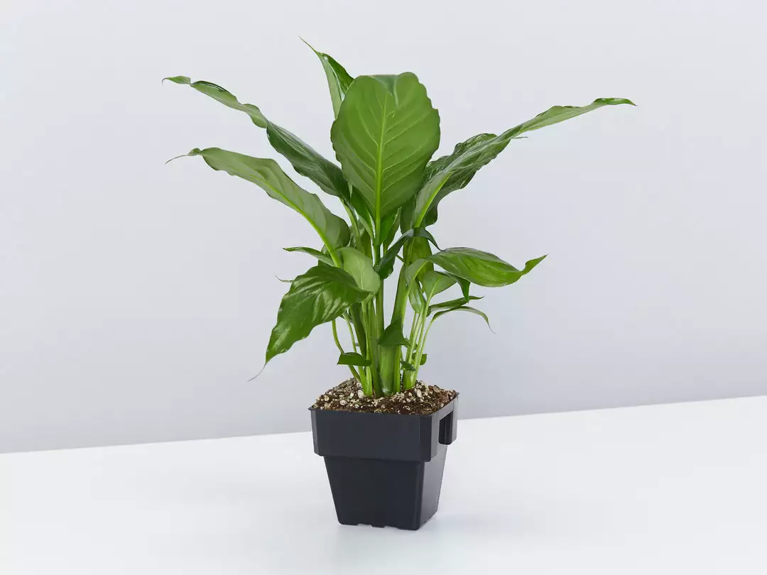 Indoor Garden The Plant Killers Pack - 85mm Plant Packs 7 Indoor Garden The Plant Killers Pack - 85mm Plant Packs