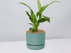 Pot + Plant Gift Box Easy Care Plants Spathiphyllum Variety - Pot + Plant + Soil