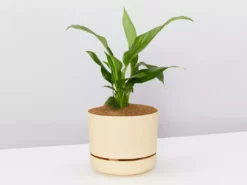 Pot + Plant Gift Box Easy Care Plants Spathiphyllum Variety - Pot + Plant + Soil