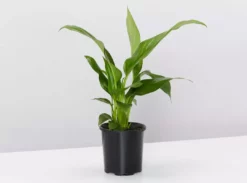 Pot + Plant Gift Box Easy Care Plants Spathiphyllum Variety - Pot + Plant + Soil