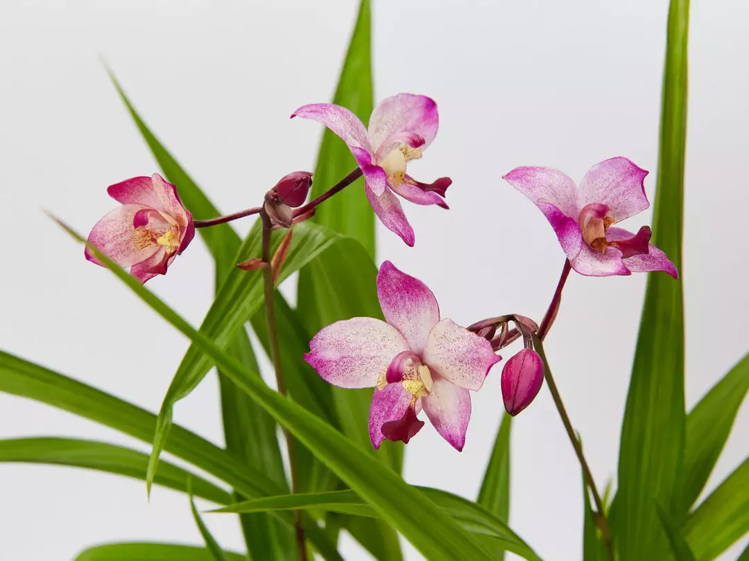 Indoor Garden Assorted Box Of Flowering Orchids 'Spathoglottis' 85mm Border Plants 8 Indoor Garden Assorted Box Of Flowering Orchids 'Spathoglottis' 85mm Border Plants