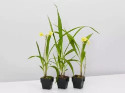Indoor Garden Spathoglottis Lemon Kiss 85mm Border Plants