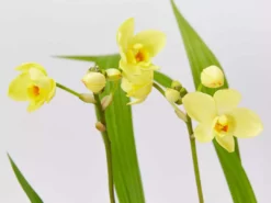 Shrubs Spathoglottis Lemon Kiss Full Sun