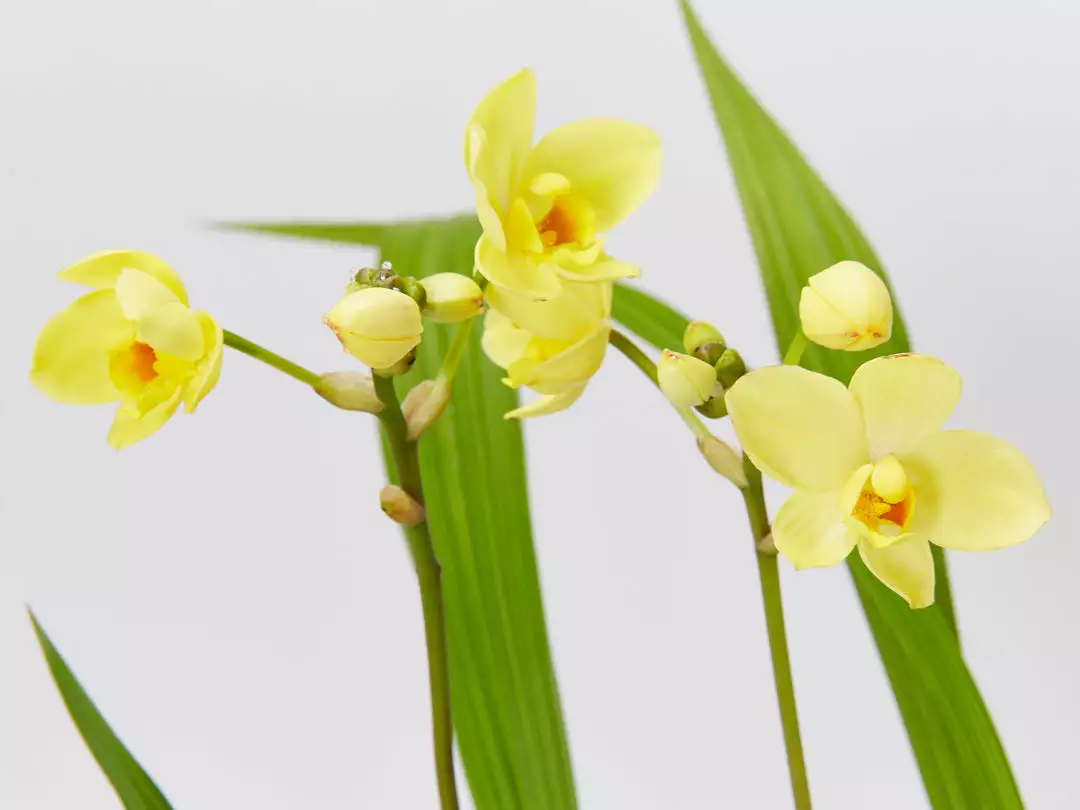 Indoor Garden Assorted Box Of Flowering Orchids 'Spathoglottis' 85mm Border Plants 3 Indoor Garden Assorted Box Of Flowering Orchids 'Spathoglottis' 85mm Border Plants