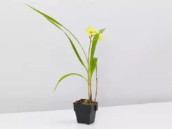 Indoor Garden Spathoglottis Lemon Kiss 85mm Border Plants