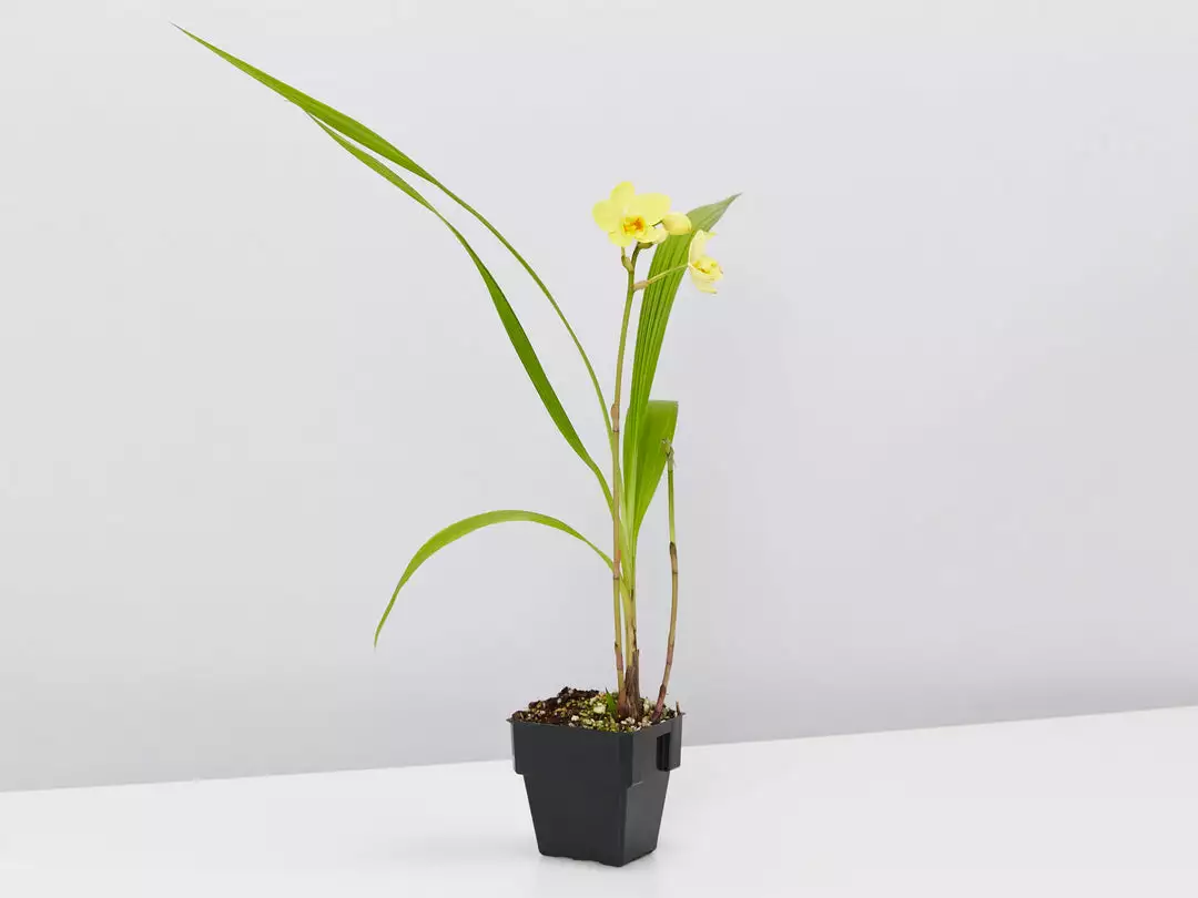 Indoor Garden Assorted Box Of Flowering Orchids 'Spathoglottis' 85mm Border Plants 6 Indoor Garden Assorted Box Of Flowering Orchids 'Spathoglottis' 85mm Border Plants