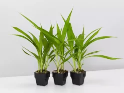 Shrubs Spathoglottis Plicata Snow Angel 85mm