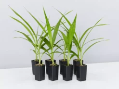 Shrubs Spathoglottis Lemon Kiss Full Sun