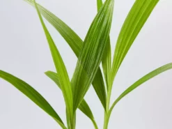Indoor Garden Border Plants Spathoglottis Plicata Snow Angel