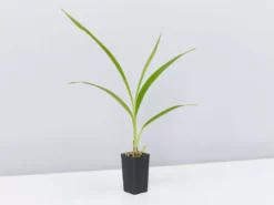 Shrubs Spathoglottis Lemon Kiss Full Sun