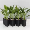 Plants In A Box Easy Care Plants Spathiphyllum Jet Diamond 1 Plants In A Box Easy Care Plants Spathiphyllum Jet Diamond