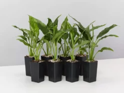 Plants In A Box Easy Care Plants Spathiphyllum Jet Diamond