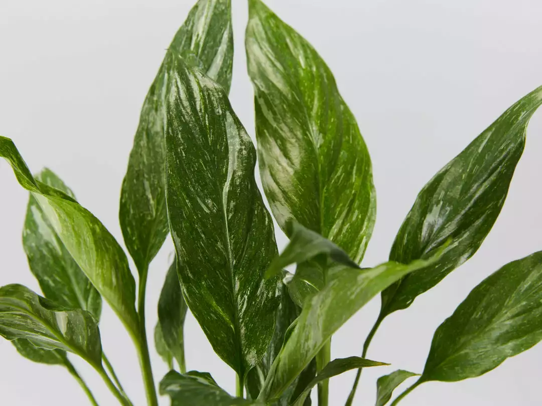 Plants In A Box Easy Care Plants Spathiphyllum Jet Diamond 4 Plants In A Box Easy Care Plants Spathiphyllum Jet Diamond