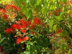 Shrubs Metrosideros Spring Fire