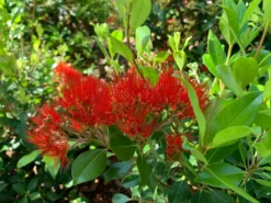 Shrubs Metrosideros Spring Fire