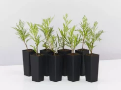 Hedge Shrubs Stenocarpus Angustifolius Doreen