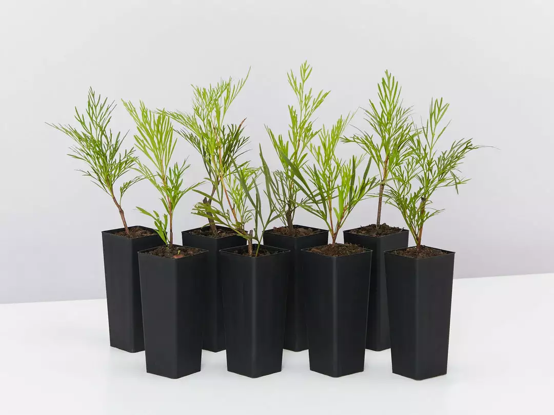 Hedge Shrubs Stenocarpus Angustifolius Doreen 3 Hedge Shrubs Stenocarpus Angustifolius Doreen