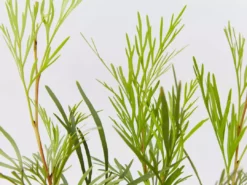 Hedge Shrubs Stenocarpus Angustifolius Doreen