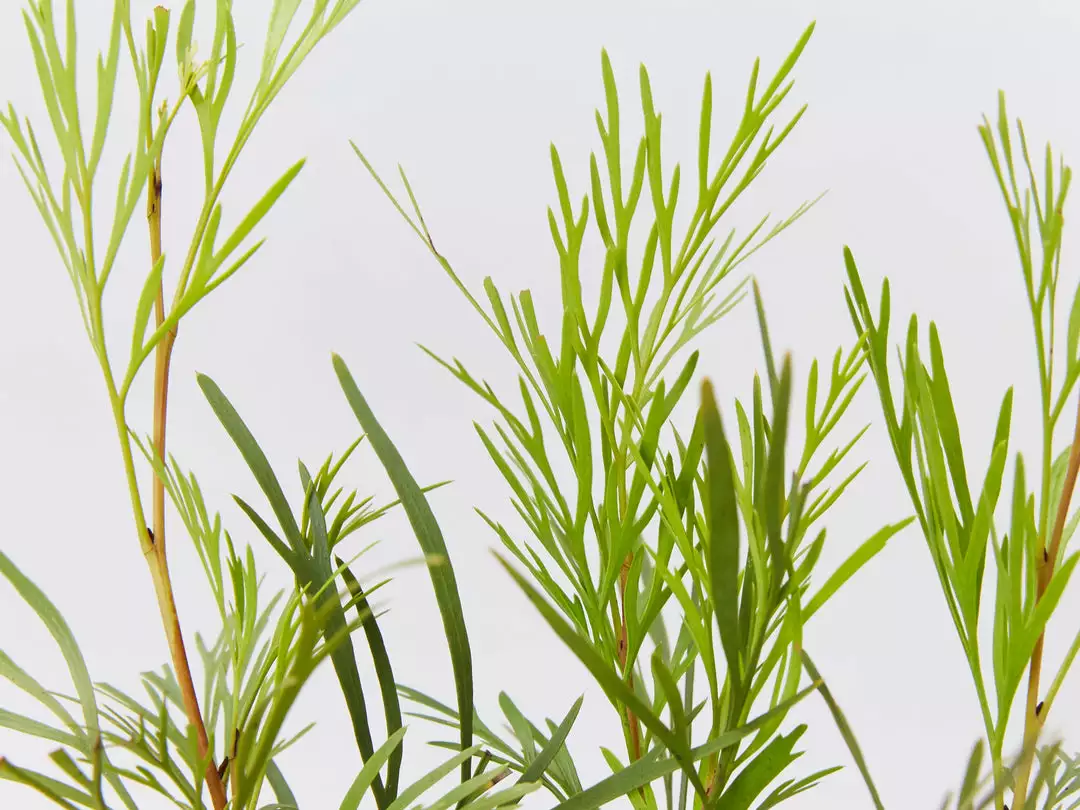 Hedge Shrubs Stenocarpus Angustifolius Doreen 4 Hedge Shrubs Stenocarpus Angustifolius Doreen