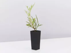 Hedge Shrubs Stenocarpus Angustifolius Doreen 8 Hedge Shrubs Stenocarpus Angustifolius Doreen