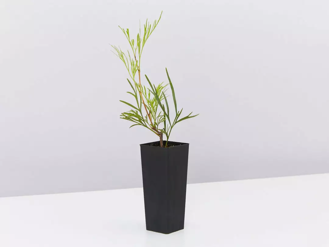 Hedge Shrubs Stenocarpus Angustifolius Doreen 5 Hedge Shrubs Stenocarpus Angustifolius Doreen