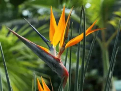 Shrubs Strelitzia Juncea