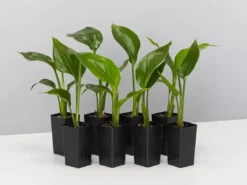 Shrubs Strelitzia Nicolai Giant'White Bird Of Paradise'